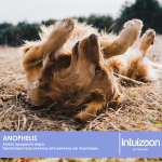 Σπρέι προστασίας σκύλου από παράσιτα και έντομα ANOPHELIS 300 ml Καθημερινή Φροντίδα Intuizoon