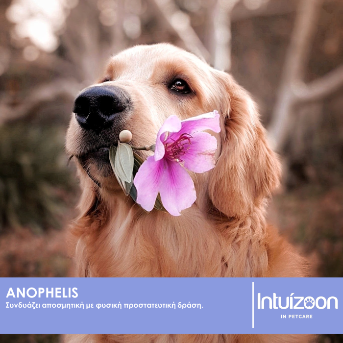 Σπρέι προστασίας σκύλου από παράσιτα και έντομα ANOPHELIS 300 ml Καθημερινή Φροντίδα Intuizoon