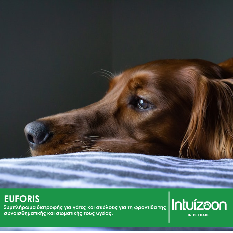Συμπλήρωμα διατροφής για κατοικίδια EUFORIS 30 ml Υγεία & Ευεξία - Συμπληρώματα Διατροφής Intuizoon