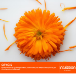 Λοσιόν αυτιών κατοικιδίων OTYCIS 100 ml Καθημερινή Φροντίδα Intuizoon