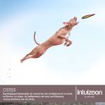intuizoon.com Συμπλήρωμα διατροφής για οστά και αρθρώσεις κατοικιδίων OSTEIS 30ml Υγεία & Ευεξία - Συμπληρώματα Διατροφής Συμπλήρωμα διατροφής για οστά και αρθρώσεις κατοικιδίων OSTEIS 30ml Υγεία & Ευεξία - Συμπληρώματα Διατροφής Intuizoon