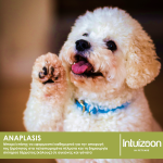 Αναπλαστική αλοιφή για κατοικίδια ANAPLASIS 70g Καθημερινή Φροντίδα Intuizoon