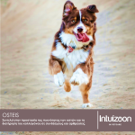 intuizoon.com Συμπλήρωμα διατροφής για οστά και αρθρώσεις κατοικιδίων OSTEIS 30ml Υγεία & Ευεξία - Συμπληρώματα Διατροφής Συμπλήρωμα διατροφής για οστά και αρθρώσεις κατοικιδίων OSTEIS 30ml Υγεία & Ευεξία - Συμπληρώματα Διατροφής Intuizoon