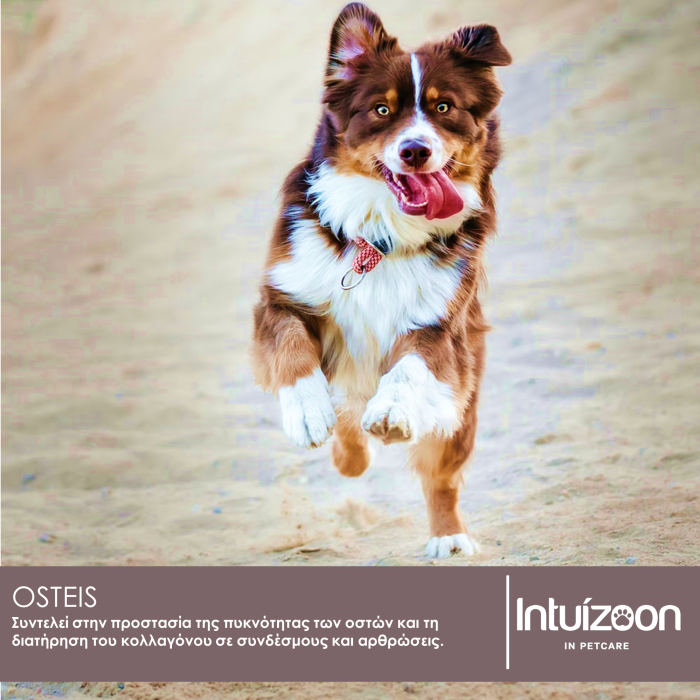 Συμπλήρωμα διατροφής για οστά και αρθρώσεις κατοικιδίων OSTEIS 30ml Υγεία & Ευεξία - Συμπληρώματα Διατροφής Intuizoon
