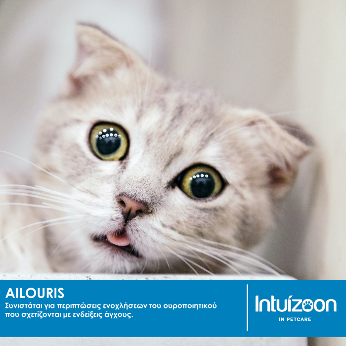 Συμπλήρωμα διατροφής για την φυσιολογική χαλάρωση της γάτας AILOURIS 50 ml Υγεία & Ευεξία - Συμπληρώματα Διατροφής Intuizoon