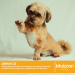 intuizoon.com Υγρά μαντηλάκια για σκύλους DERMYCIS 20 τεμ. Καθημερινή Φροντίδα Υγρά μαντηλάκια για σκύλους DERMYCIS 20 τεμ. Καθημερινή Φροντίδα Intuizoon