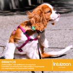 intuizoon.com Υγρά μαντηλάκια για σκύλους DERMYCIS 20 τεμ. Καθημερινή Φροντίδα Υγρά μαντηλάκια για σκύλους DERMYCIS 20 τεμ. Καθημερινή Φροντίδα Intuizoon