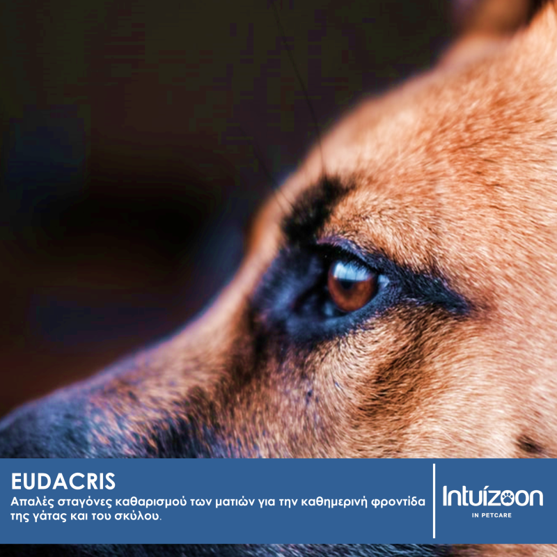 Λοσιόν καθαρισμού περιοφθαλμικής περιοχής για κατοικίδια EUDACRIS 125 ml Καθημερινή Φροντίδα Intuizoon