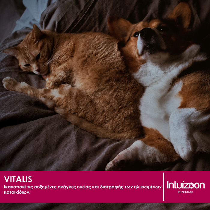 Συμπλήρωμα διατροφής για κατοικίδια VITALIS 60 tabs Υγεία & Ευεξία - Συμπληρώματα Διατροφής Intuizoon