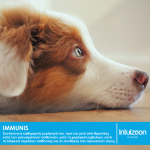 Συμπλήρωμα διατροφής για το ανοσοποιητικό κατοικιδίων IMMUNIS, 60 tabs Συμπληρωματικές Θεραπείες Intuizoon