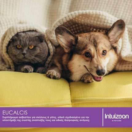 intuizoon.com Συμπλήρωμα διατροφής για κατοικίδια EUCALCIS 100 tabs Υγεία & Ευεξία - Συμπληρώματα Διατροφής Συμπλήρωμα διατροφής για κατοικίδια EUCALCIS 100 tabs Υγεία & Ευεξία - Συμπληρώματα Διατροφής Intuizoon