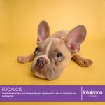 intuizoon.com Συμπλήρωμα διατροφής για κατοικίδια EUCALCIS 100 tabs Υγεία & Ευεξία - Συμπληρώματα Διατροφής Συμπλήρωμα διατροφής για κατοικίδια EUCALCIS 100 tabs Υγεία & Ευεξία - Συμπληρώματα Διατροφής Intuizoon