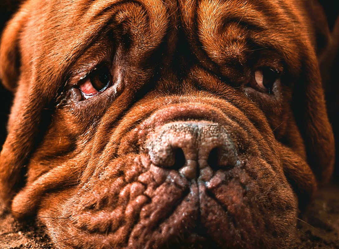 5 σημάδια που δείχνουν πως το κατοικίδιό σας έχει κατάθλιψη