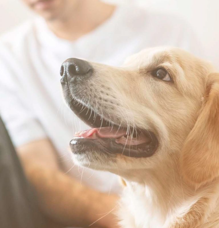 Γαλάκτωμα κατοικιδίων για αντιμετώπιση κνησμού και ερεθισμού ATOPIS 200 ml Καθημερινή Φροντίδα Intuizoon